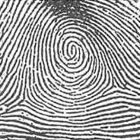 FT-Spiral_Whorl.jpg FT-Spiral_Whorl.jpg