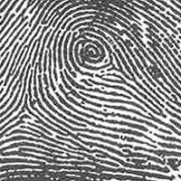 FT-Peacocks_Eye.jpg FT-Peacocks_Eye.jpg